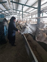 26 февраля в Николо-Пешношский монастырь приезжали матушки из Александро-Невского женского монастыря д. Маклаково, чтобы перенять наш фермерский опыт.